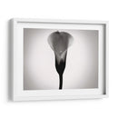 Cala Lily Estudia Yo - James McLoughlin | Cuadro decorativo de Canvas Lab