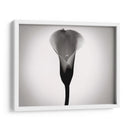 Cala Lily Estudia Yo - James McLoughlin | Cuadro decorativo de Canvas Lab