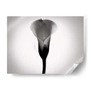 Cala Lily Estudia Yo - James McLoughlin | Cuadro decorativo de Canvas Lab