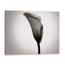 Calla Lily Studies Ii - James McLoughlin | Cuadro decorativo de Canvas Lab