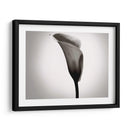 Calla Lily Studies Ii - James McLoughlin | Cuadro decorativo de Canvas Lab