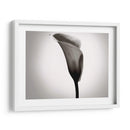 Calla Lily Studies Ii - James McLoughlin | Cuadro decorativo de Canvas Lab