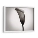 Calla Lily Studies Ii - James McLoughlin | Cuadro decorativo de Canvas Lab