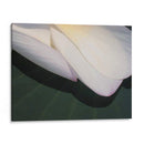 Lotus Detalle Ii - Jim Christensen | Cuadro decorativo de Canvas Lab