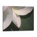 Detalle De Loto Iv - Jim Christensen | Cuadro decorativo de Canvas Lab