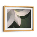 Detalle De Loto Iv - Jim Christensen | Cuadro decorativo de Canvas Lab