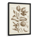 Sepia Buchoz Exotics I - Pierre Josep Buchoz | Cuadro decorativo de Canvas Lab