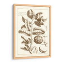 Sepia Buchoz Exotics I - Pierre Josep Buchoz | Cuadro decorativo de Canvas Lab