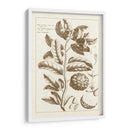 Sepia Buchoz Exotics I - Pierre Josep Buchoz | Cuadro decorativo de Canvas Lab