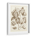 Sepia Buchoz Exotics Ii - Pierre Josep Buchoz | Cuadro decorativo de Canvas Lab