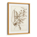 Sepia Buchoz Exotics Iv - Pierre Josep Buchoz | Cuadro decorativo de Canvas Lab