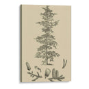 Estudio De Arbor Ii - Vision Studio | Cuadro decorativo de Canvas Lab