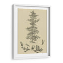 Estudio De Arbor Ii - Vision Studio | Cuadro decorativo de Canvas Lab