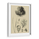 Estudio De Arbor V - Vision Studio | Cuadro decorativo de Canvas Lab