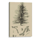 Estudio De Arbor Vi - Vision Studio | Cuadro decorativo de Canvas Lab