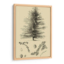 Estudio De Arbor Vi - Vision Studio | Cuadro decorativo de Canvas Lab