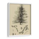 Estudio De Arbor Vi - Vision Studio | Cuadro decorativo de Canvas Lab