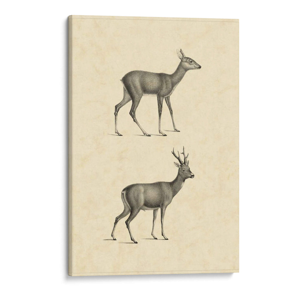 Venado Vintage I - Vision Studio | Cuadro decorativo de Canvas Lab