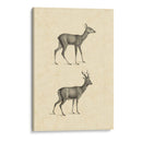 Venado Vintage I - Vision Studio | Cuadro decorativo de Canvas Lab