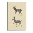 Vintage Deer Ii - Vision Studio | Cuadro decorativo de Canvas Lab