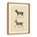 Vintage Deer Ii - Vision Studio | Cuadro decorativo de Canvas Lab