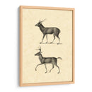 Vintage Deer Ii - Vision Studio | Cuadro decorativo de Canvas Lab