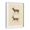 Vintage Deer Ii - Vision Studio | Cuadro decorativo de Canvas Lab