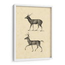 Vintage Deer Ii - Vision Studio | Cuadro decorativo de Canvas Lab