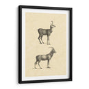 Antílope Vintage - Vision Studio | Cuadro decorativo de Canvas Lab