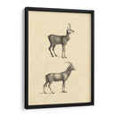 Antílope Vintage - Vision Studio | Cuadro decorativo de Canvas Lab