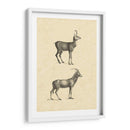 Antílope Vintage - Vision Studio | Cuadro decorativo de Canvas Lab