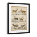 Especies No Adornadas De Ciervos. | Cuadro decorativo de Canvas Lab
