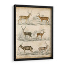 Especies No Adornadas De Ciervos. | Cuadro decorativo de Canvas Lab