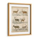 Especies No Adornadas De Ciervos. | Cuadro decorativo de Canvas Lab