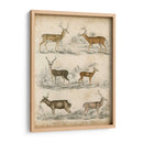 Especies No Adornadas De Ciervos. | Cuadro decorativo de Canvas Lab