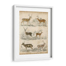 Especies No Adornadas De Ciervos. | Cuadro decorativo de Canvas Lab