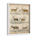 Especies No Adornadas De Ciervos. | Cuadro decorativo de Canvas Lab