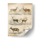Especies No Adornadas De Ciervos. | Cuadro decorativo de Canvas Lab