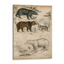 Especies De Oso No Adornado | Cuadro decorativo de Canvas Lab