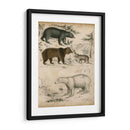 Especies De Oso No Adornado | Cuadro decorativo de Canvas Lab