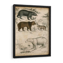 Especies De Oso No Adornado | Cuadro decorativo de Canvas Lab