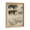 Especies De Oso No Adornado | Cuadro decorativo de Canvas Lab