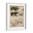 Especies De Oso No Adornado | Cuadro decorativo de Canvas Lab