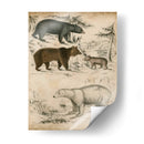 Especies De Oso No Adornado | Cuadro decorativo de Canvas Lab