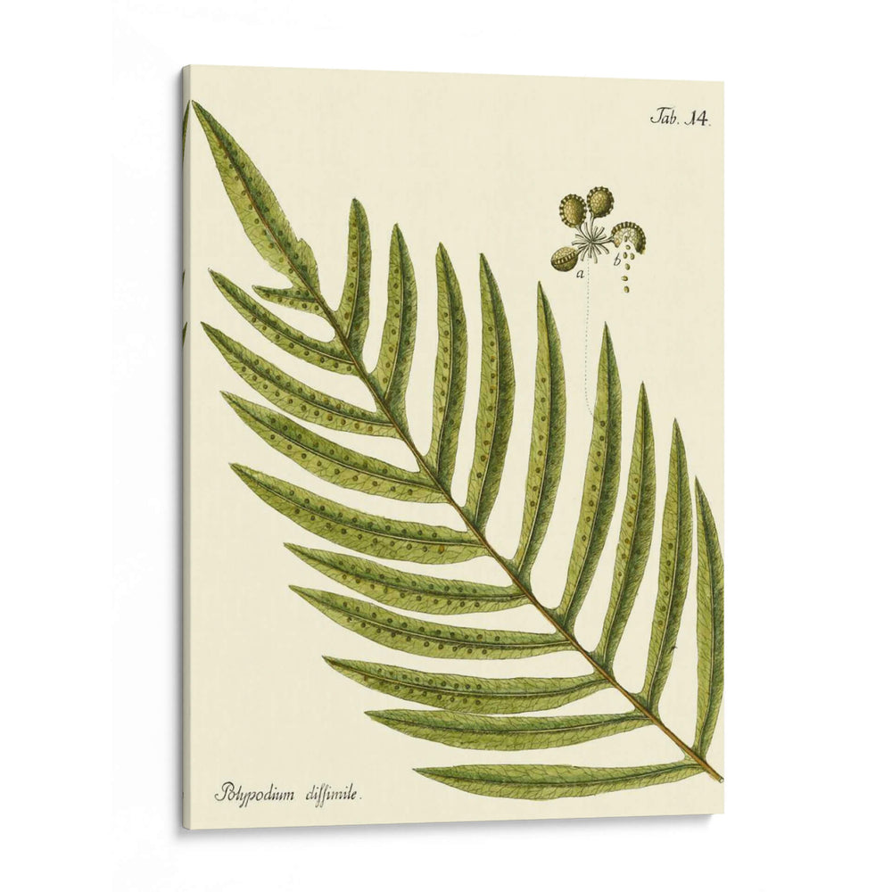 Pequeño Helecho Antiguo I - Vision Studio | Cuadro decorativo de Canvas Lab