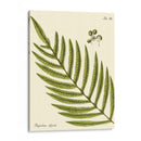 Pequeño Helecho Antiguo I - Vision Studio | Cuadro decorativo de Canvas Lab