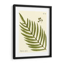 Pequeño Helecho Antiguo I - Vision Studio | Cuadro decorativo de Canvas Lab
