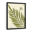 Pequeño Helecho Antiguo I - Vision Studio | Cuadro decorativo de Canvas Lab