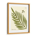 Pequeño Helecho Antiguo I - Vision Studio | Cuadro decorativo de Canvas Lab