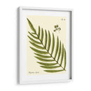 Pequeño Helecho Antiguo I - Vision Studio | Cuadro decorativo de Canvas Lab
